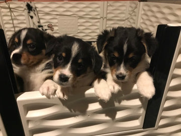 Pembroke Welsh Corgi Puppies/Dogs