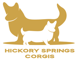 Hickory Springs Corgis