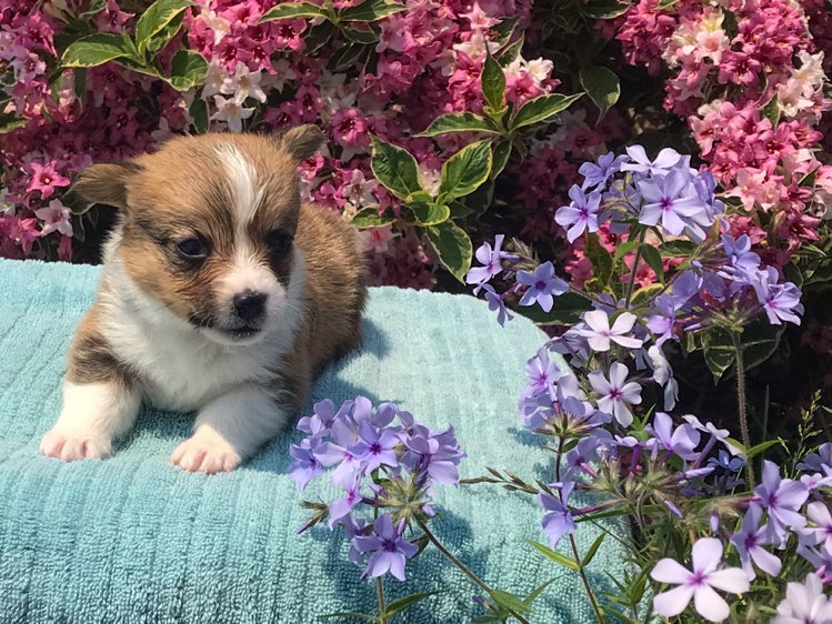 Pembroke Welsh Corgi puppy